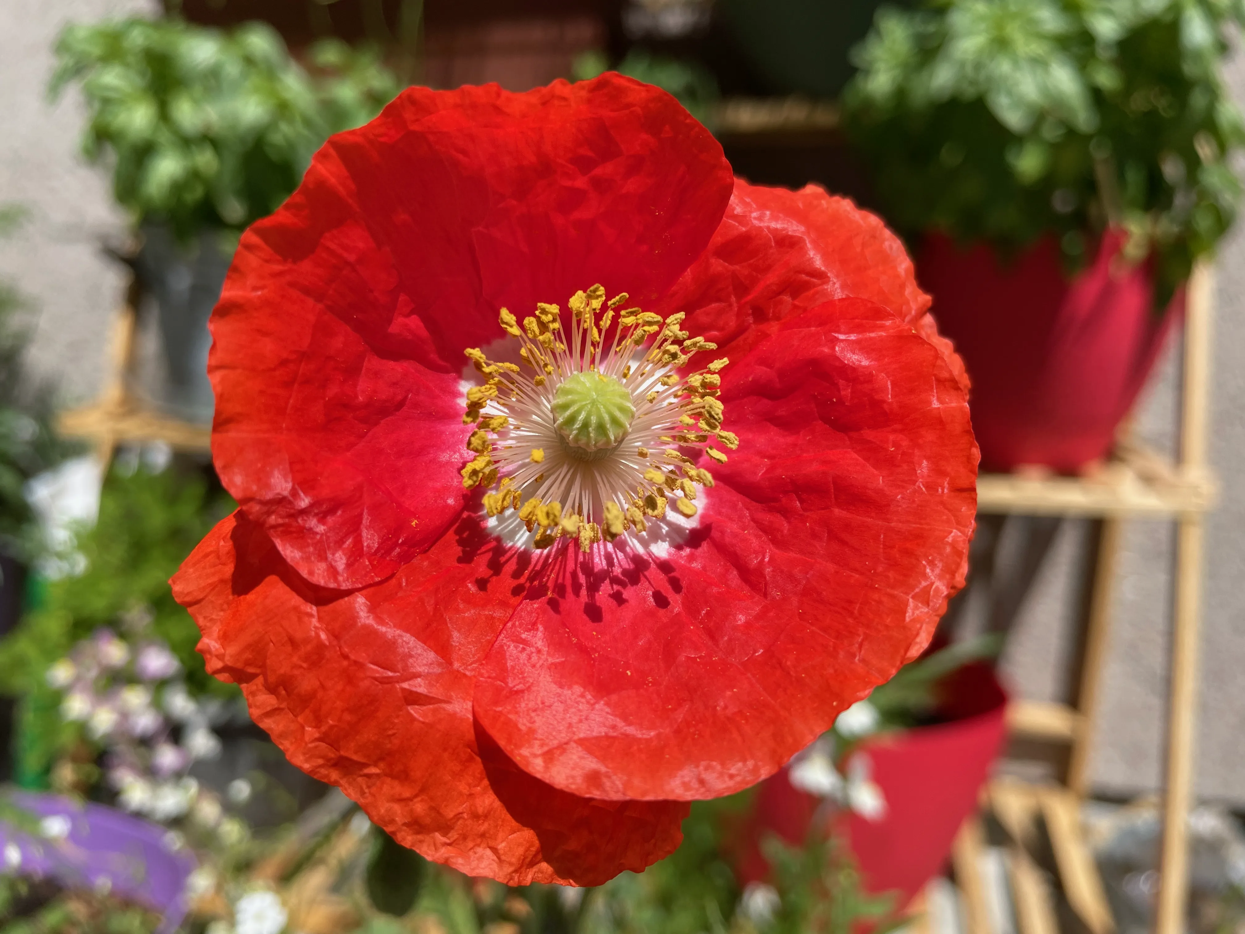 One of Arek's poppy photographs